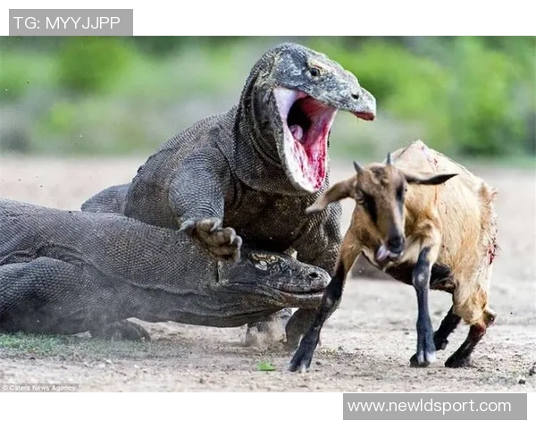 意媒曝菲尔克鲁格客战科莫遭窃房间物品原本无需参赛引发关注